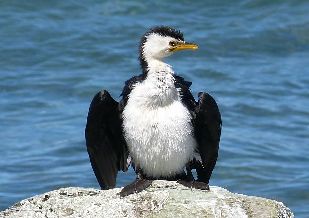 istock Little Pied Cormorant 490204213