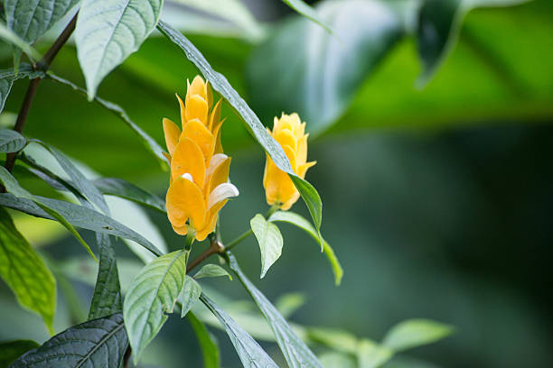 salvador, bahia, brazil - november 26, 2020: tecoma stans plant popularly known as ipe de jardim, is seen in the city of Salvador\