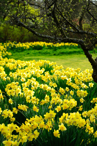 A field edged by daffodils under an apple tree.