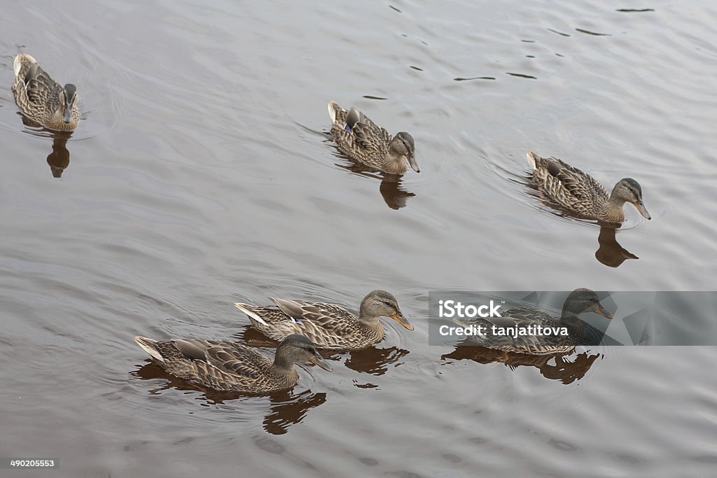 ducks in the lake Animal Stock Photo