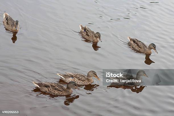 Ducks In The Lake Stock Photo - Download Image Now - Animal, Animal Wildlife, Animals In The Wild