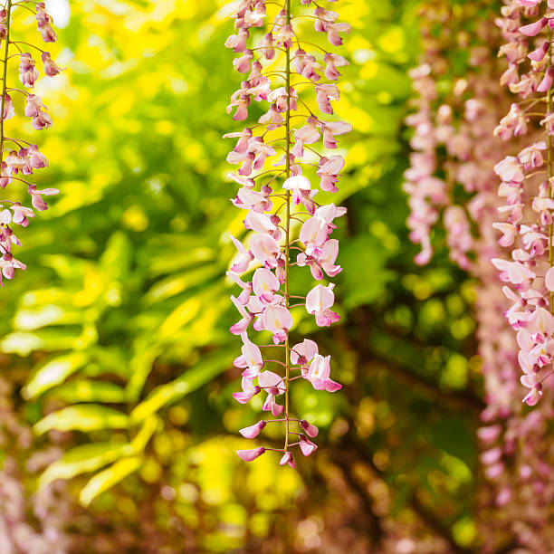 istock Spring flowers series, Wisteria trellis 490206599