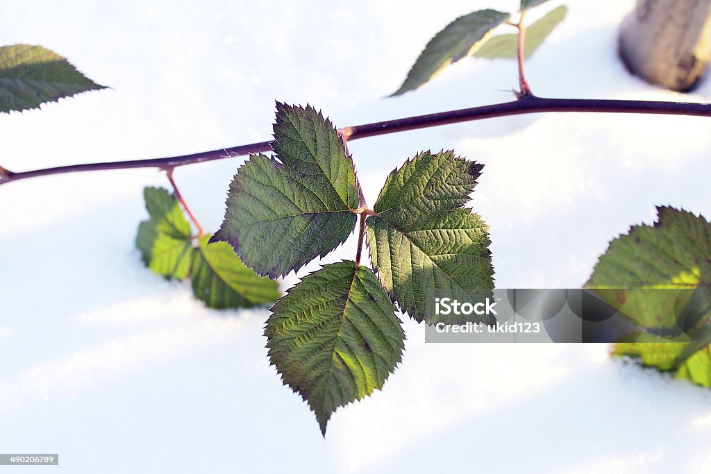 Green leaves on the snow Green leaves on the snow in winter Abstract Stock Photo