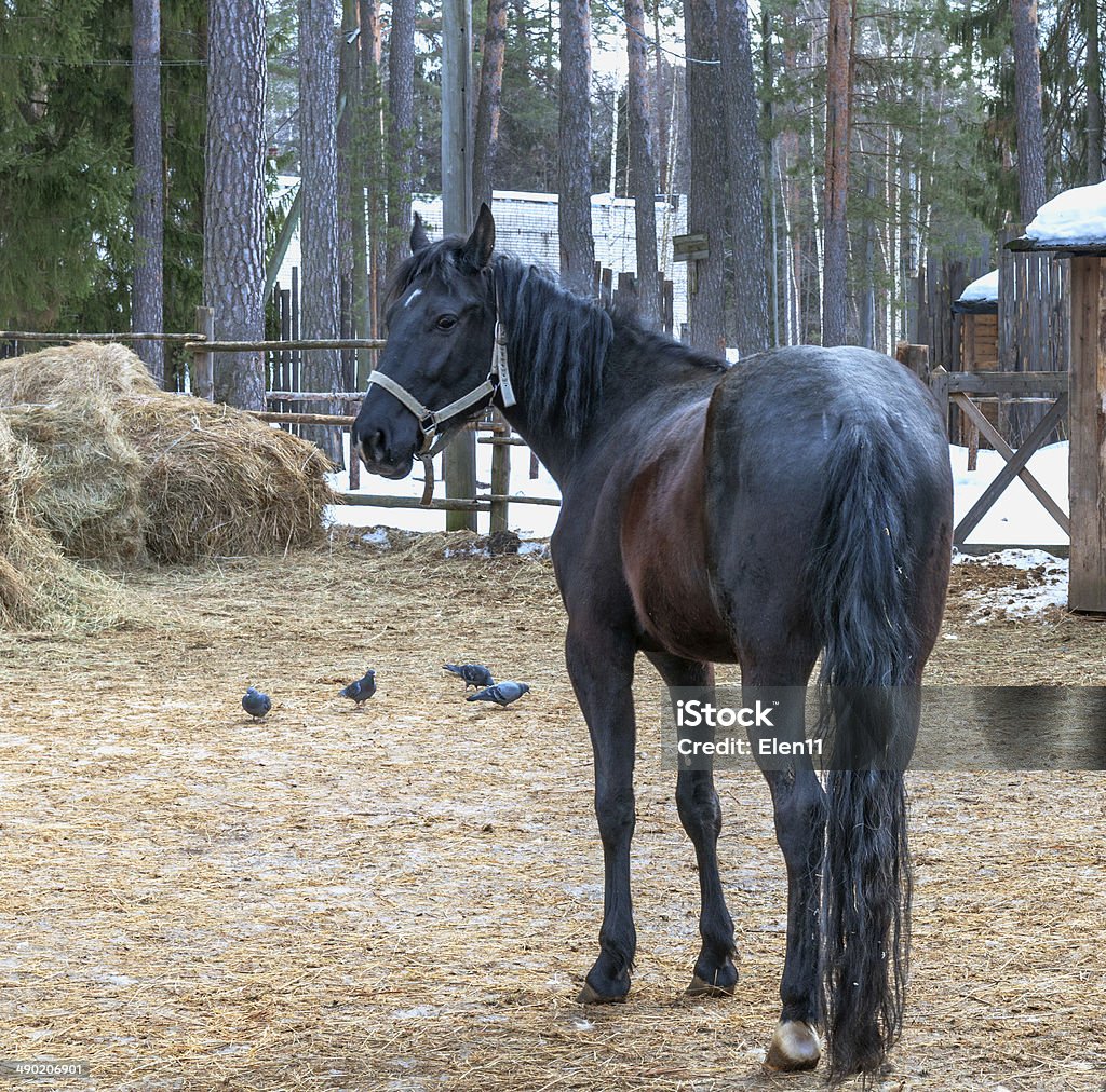 Cavallo - Foto stock royalty-free di Albero