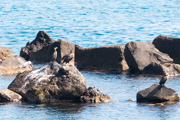 istock Cormorants on the rocks 490211102