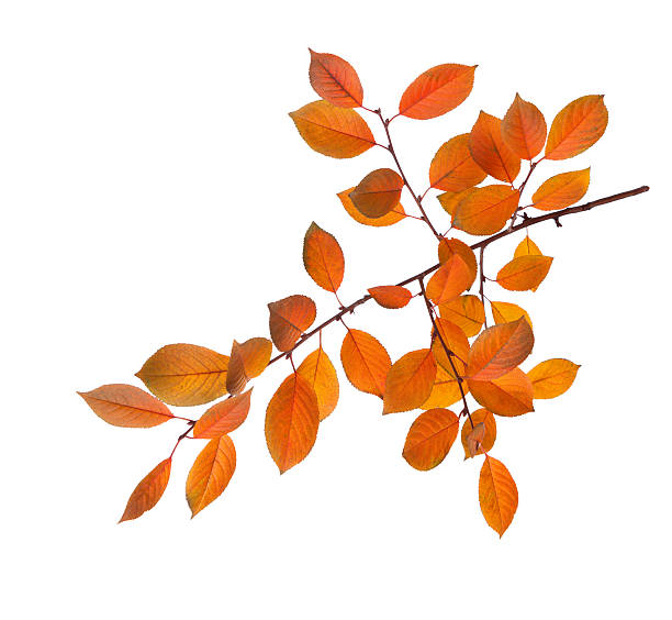istock Branch of autumn leaves 490211250