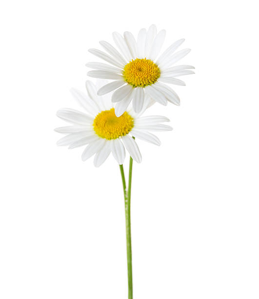 deux chamomiles - white daisy photos et images de collection