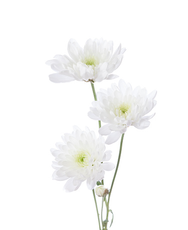 Three chrysanthemums isolated on white background