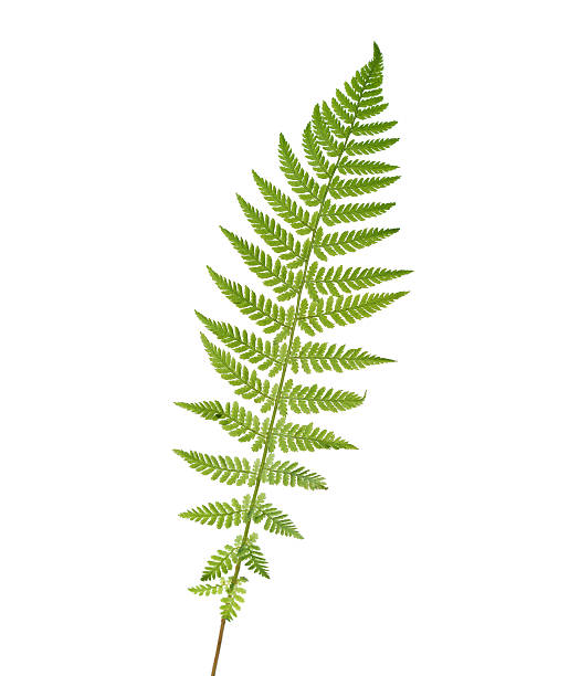 istock Young  leaf of fern 490211822