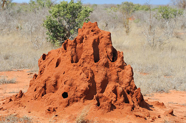 Termite Mound Termite mound in savanna in National park of Kenya colony territory photos stock pictures, royalty-free photos & images