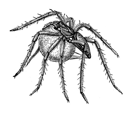 Antique illustration of a female of wolf spider carrying its egg bag. Wolf spiders are part of the family Lycosidae, females carry the egg sac with their spinnerets 