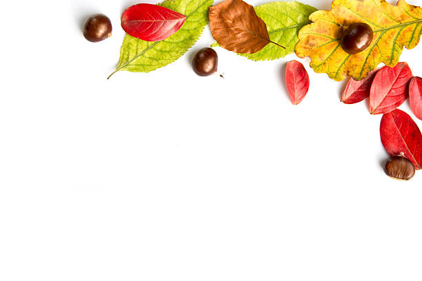 istock Colorful autumnal leaves and nuts on white 490213872