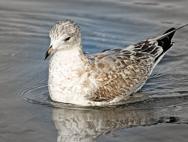 istock Juvenile Seagull swimming on calm waters 490214010