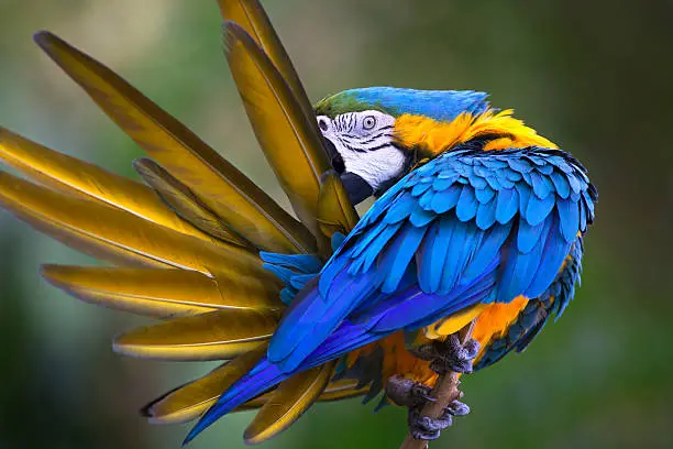 Photo of Portrait of blue-and-yellow macaw (Ara ararauna)