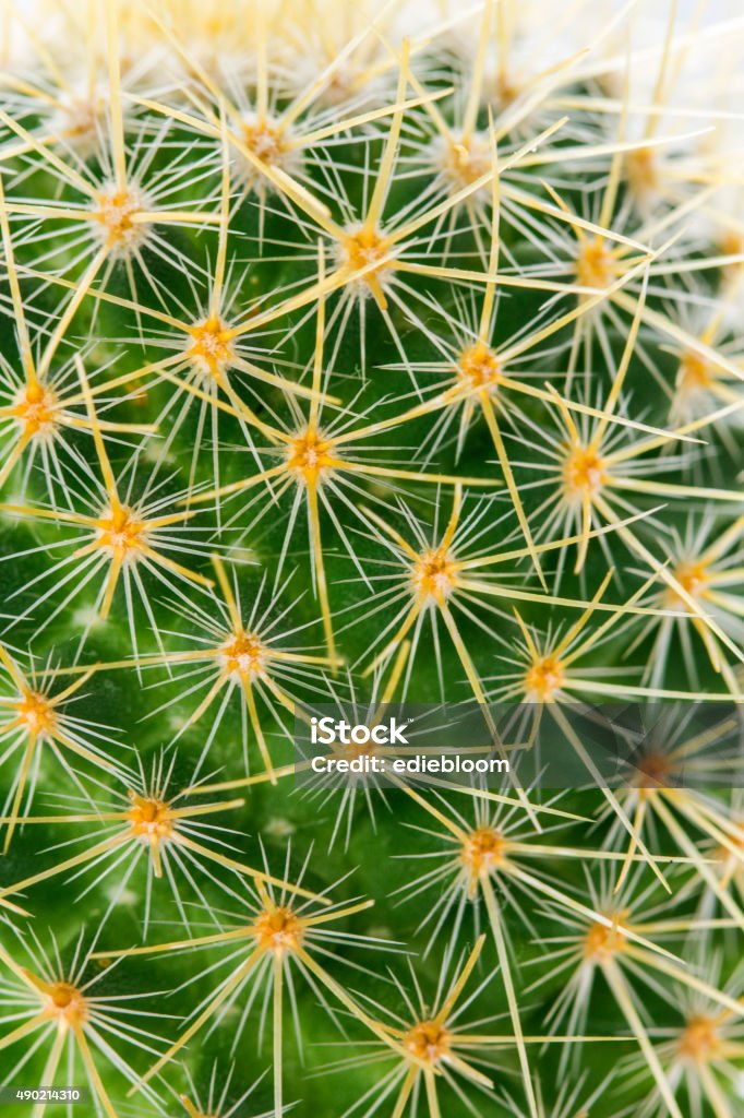 Cactus thorns Cactus thorns- close-up- macro Abstract Stock Photo