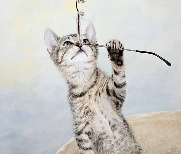 istock Domestic cat, kitten playing with spectacles 490214422