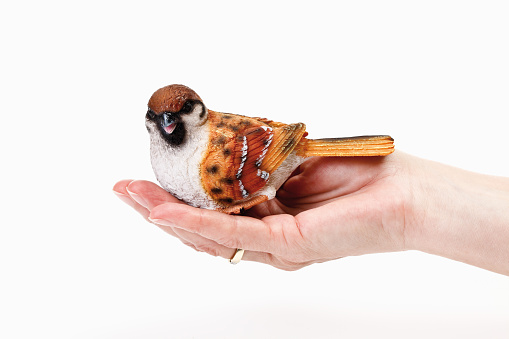 Sparrow figurine on human hand against white background