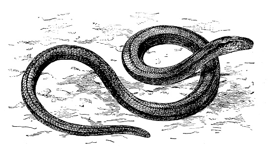 Antique illustration of the slow worm or slowworm or slow-worm or blind worm or blindworm (Anguis fragilis), limbless reptile belonging to the family Anguidae