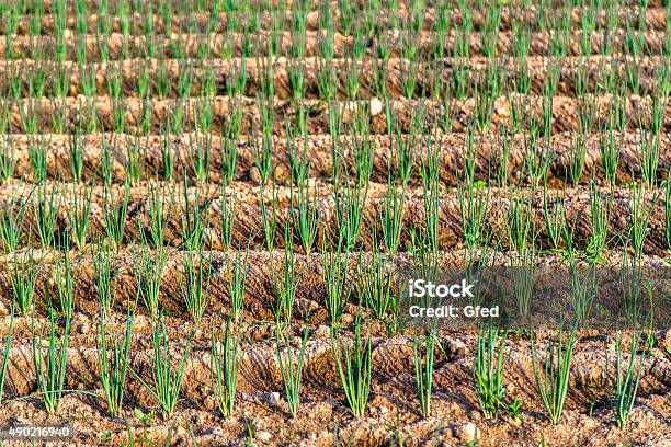 Foto de Fileiras De Cebolinha e mais fotos de stock de 2015 - 2015, Agricultura, Botânica - Assunto