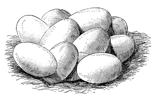 Antique illustration of the eggs of the common snake (grass snake or ringed snake or water snake, latin names:Natrix natrix or Tropidonotus natrix), a non-venomous snake belonging to the family Colubridae
