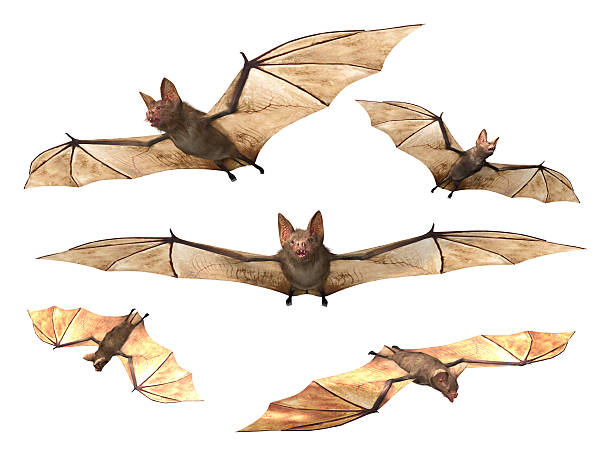 Flying Vampire bats stock photo