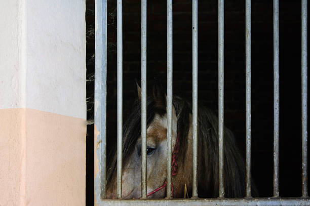 istock Close-up of horse's head in stall 490217736