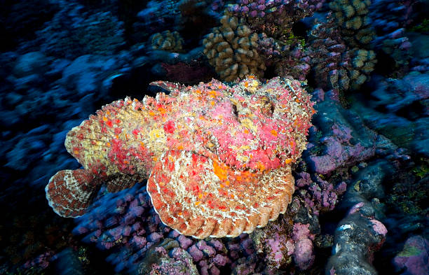 STONEFISH/synancea verrucosa stock photo