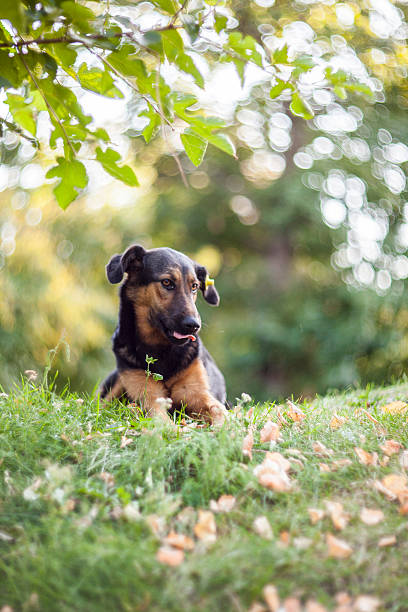 istock Dog in the park 490218630