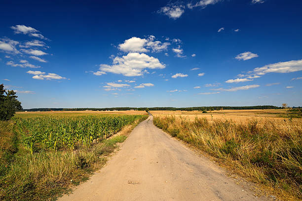 istock Country landscape. Field. 490218940