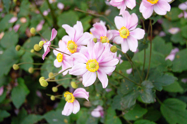 pink anemone flower pink anemone flower (Anemone hupehensis) in autumn japanese anemone windflower flower anemone flower stock pictures, royalty-free photos & images