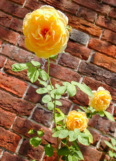 Tryon Palace Historic Sites & Gardens