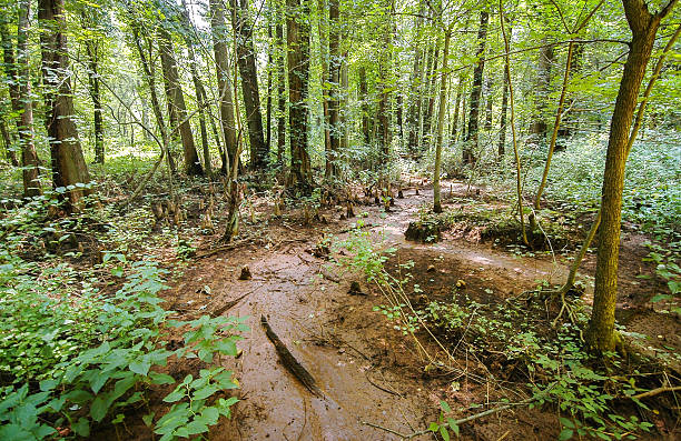 reserva de battle creek cypress swamp - cypress swamp fotografías e imágenes de stock