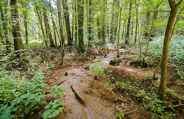 battle creek cypress - cypress swamp zdjęcia i obrazy z banku zdjęć