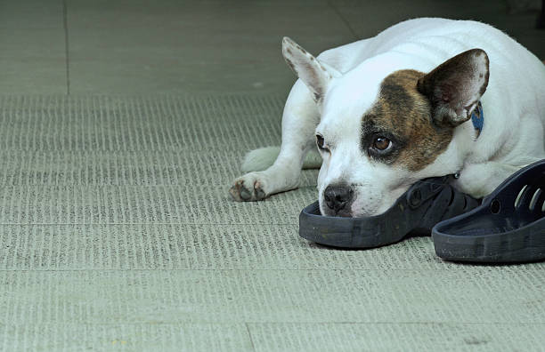 istock Dog with sad faces and lonely 490220934
