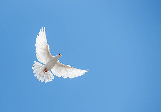 paloma blanca volando en el cielo - paloma blanca fotografías e imágenes de stock