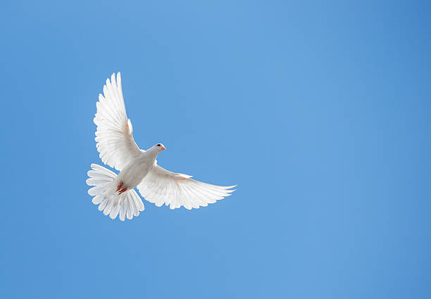 colomba bianca in volo nel cielo - birds in flight foto e immagini stock