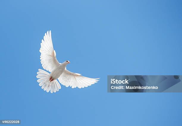 White Dove Flying In The Sky Stock Photo - Download Image Now - Dove - Bird, Flying, Bird