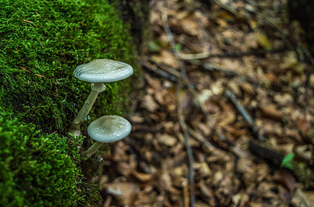 istock Two mushrooms in the wood 490223176