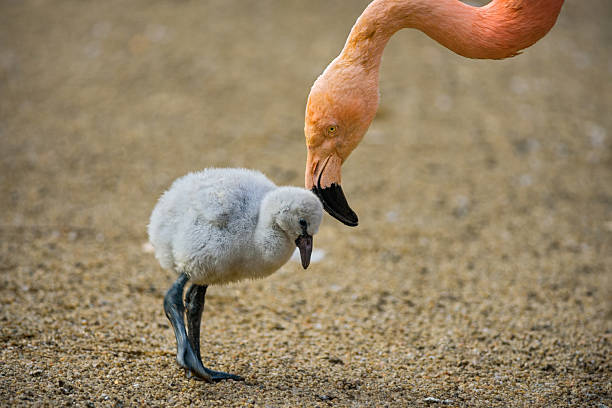 bébé oiseau de l'american flamingo avec sa mère. - animal young bird baby chicken chicken photos et images de collection