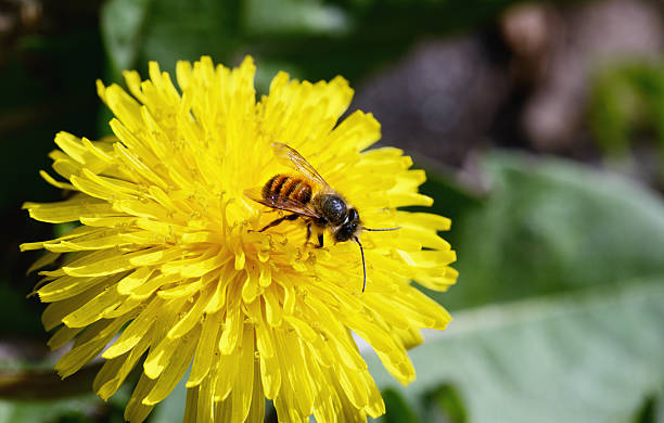 wild osmia bicornis пчела на желтый одуванчик цветок - bicornis стоковые фото и изображения