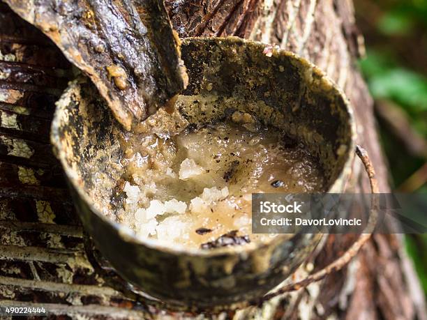 Collecting Resinr On Tree In Knuckles Range Sri Lanka Stock Photo - Download Image Now
