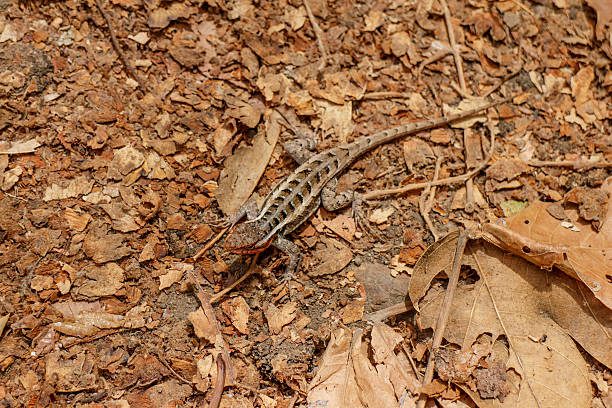 istock brown little lizard in natural habitat 490225342