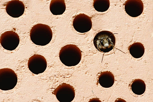 abelha selvagem osmia bicornis, olhando para fora de insetos hotel. do sexo masculino. - bicornis imagens e fotografias de stock