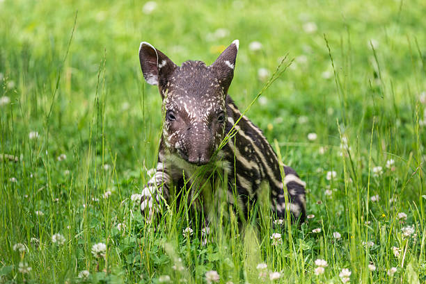 Baby of the endangered South American tapir Nine days old baby of the endangered South American tapir (Tapirus terrestris), also called Brazilian tapir or lowland tapir tapir stock pictures, royalty-free photos & images