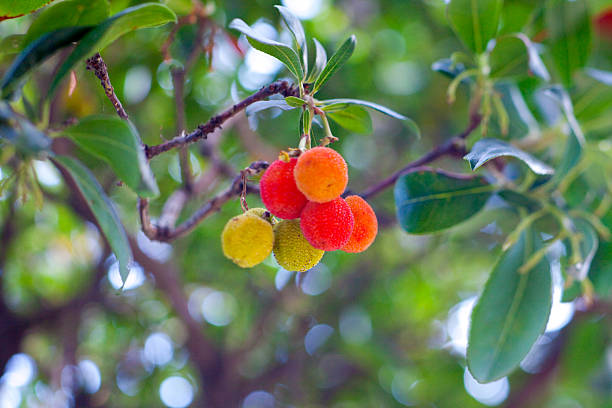 arbutus unedo (스트로우베리 로세아 - madrona tree 뉴스 사진 이미지