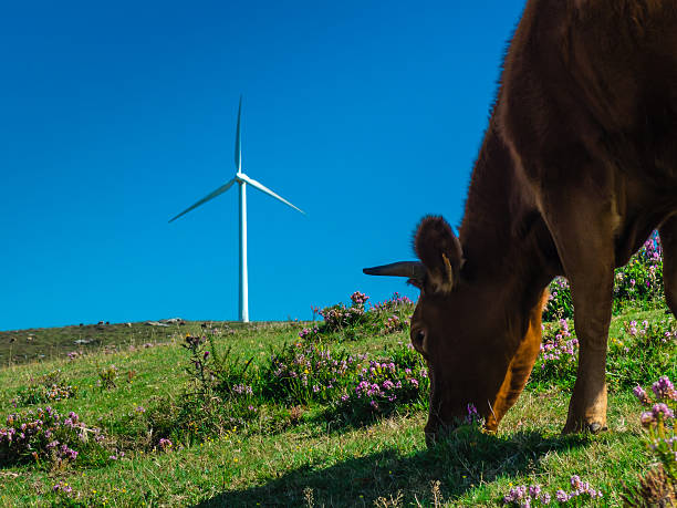 Carbon Neutral and ESG Concepts. Carbon Emission, Clean Energy. Cows and Wind Turbine on Hill on Sunny Day. Sustainable Resources, Environmental Care. Making a Wind Energy