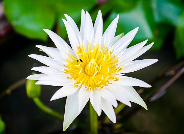 istock The beautiful white lotus flower and bee 490239804