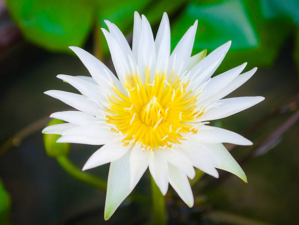 istock The beautiful white lotus flower 490240160