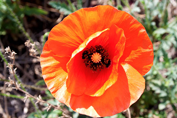 istock Poppy flower one. 490240534