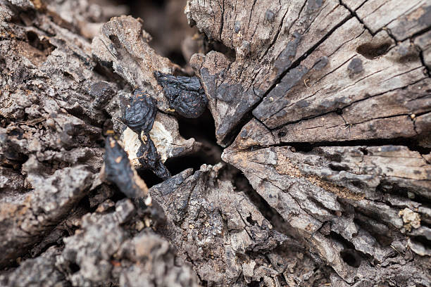 istock Wood Texture Background and Old 490241198